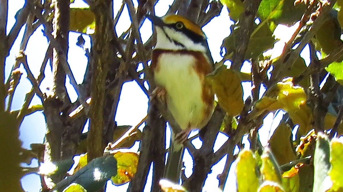 Chestnut-sided Shrike-Vireo - ML621846982