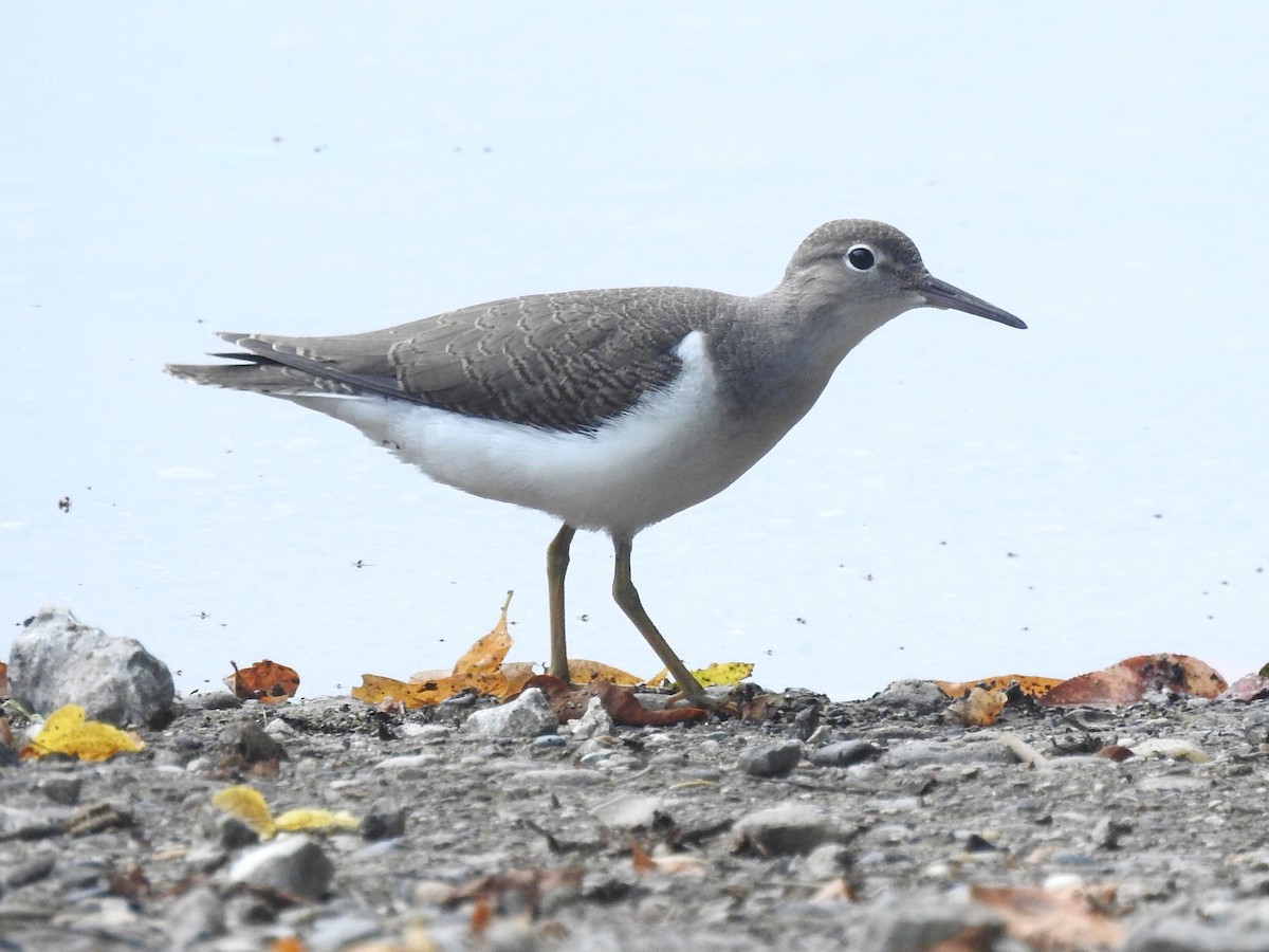 Spotted Sandpiper - ML621846996