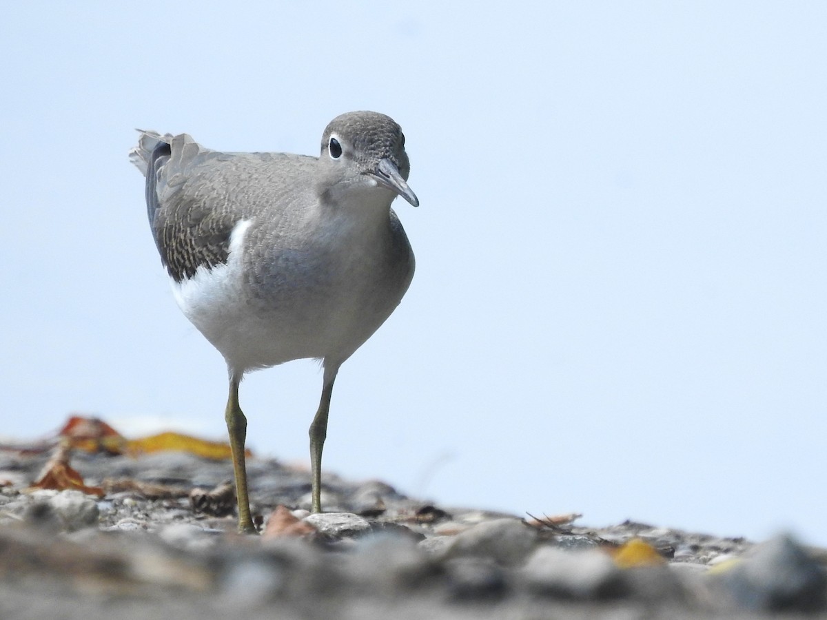 Spotted Sandpiper - ML621846997