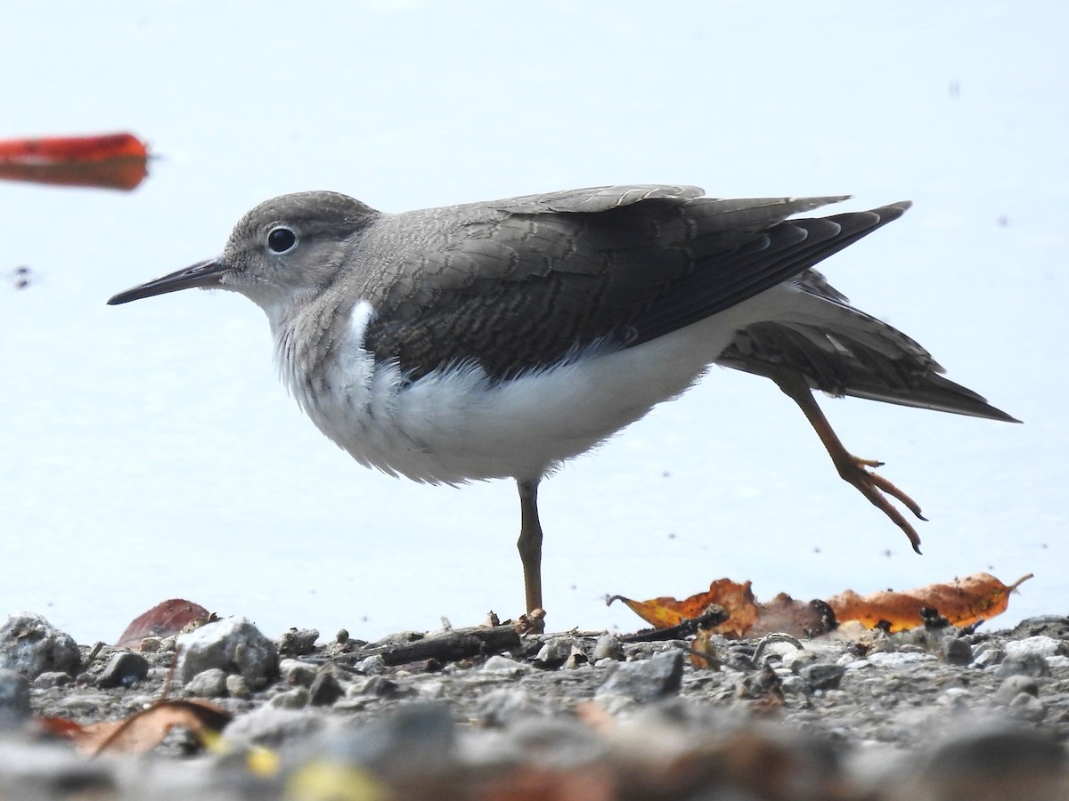 Spotted Sandpiper - ML621846999