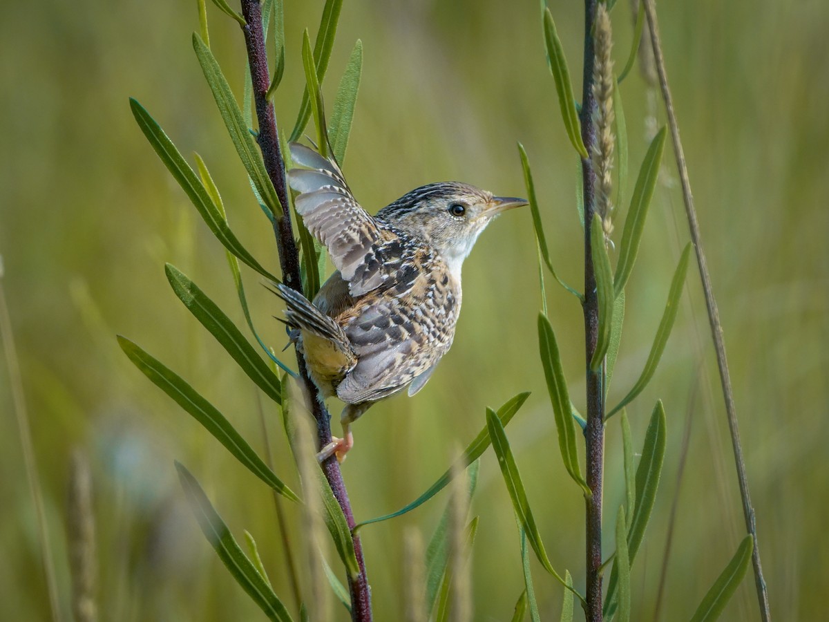 Sedge Wren - ML621847064