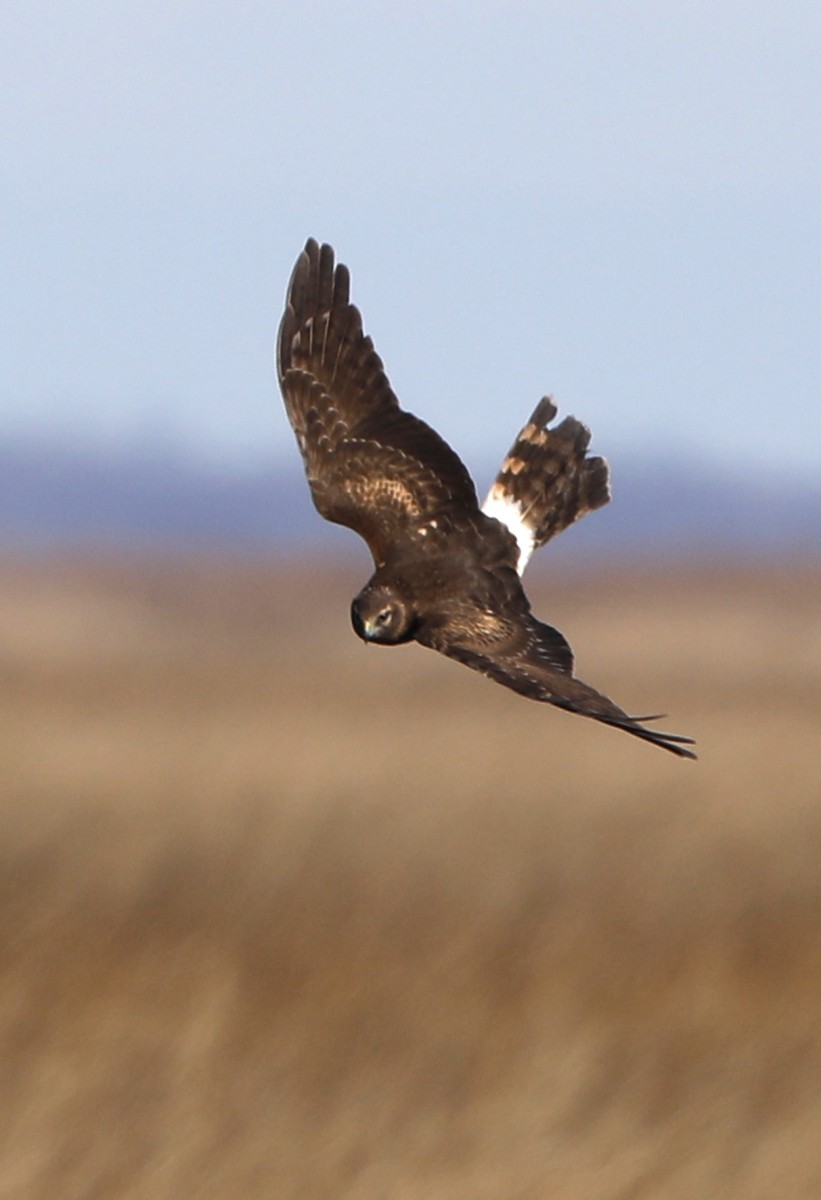 Northern Harrier - Kevin Munro Smith