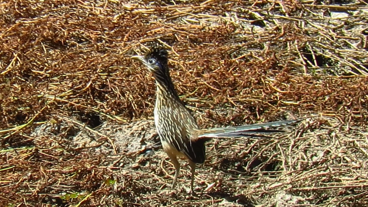 Lesser Roadrunner - ML621847091