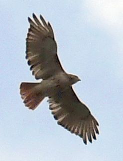 Red-tailed Hawk - ML621847118