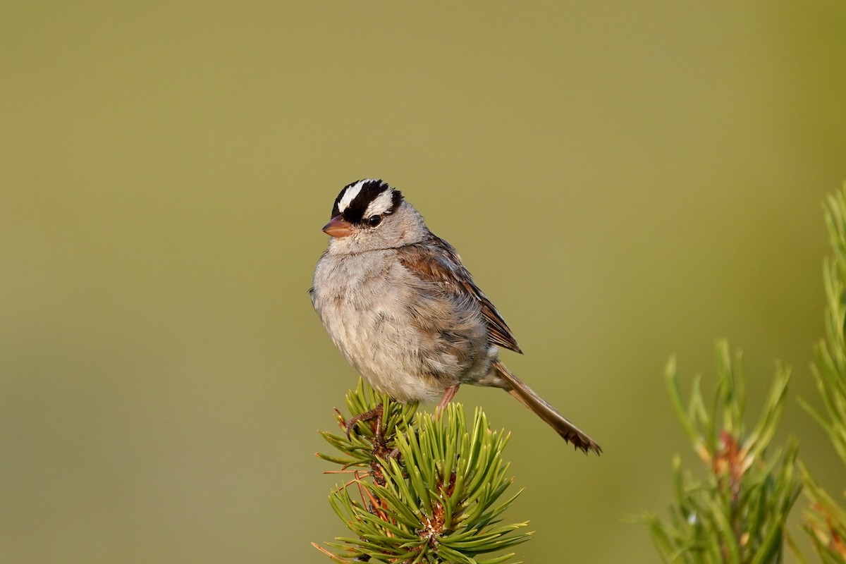 White-crowned Sparrow - ML621847125