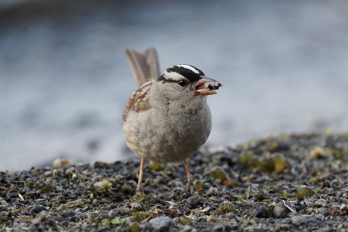 White-crowned Sparrow - ML621847126
