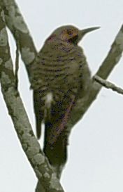 Northern Flicker - ML621847127