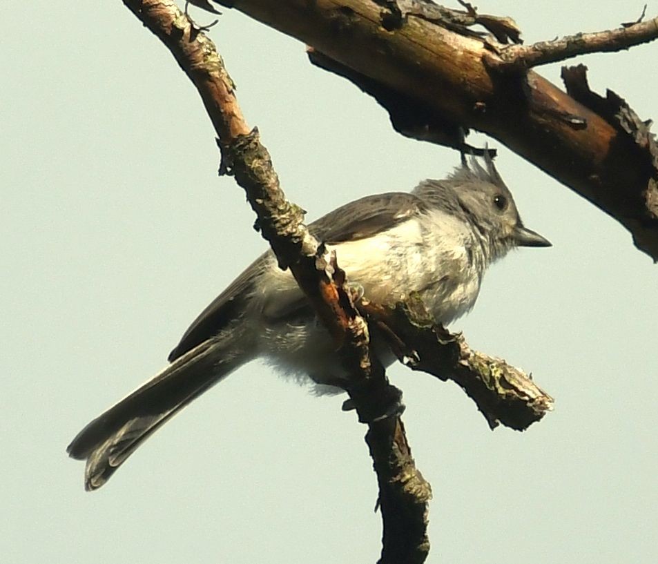 Tufted Titmouse - ML621847130