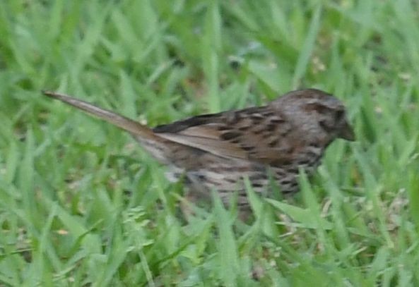 Song Sparrow - ML621847139