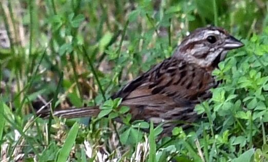 Song Sparrow - ML621847140