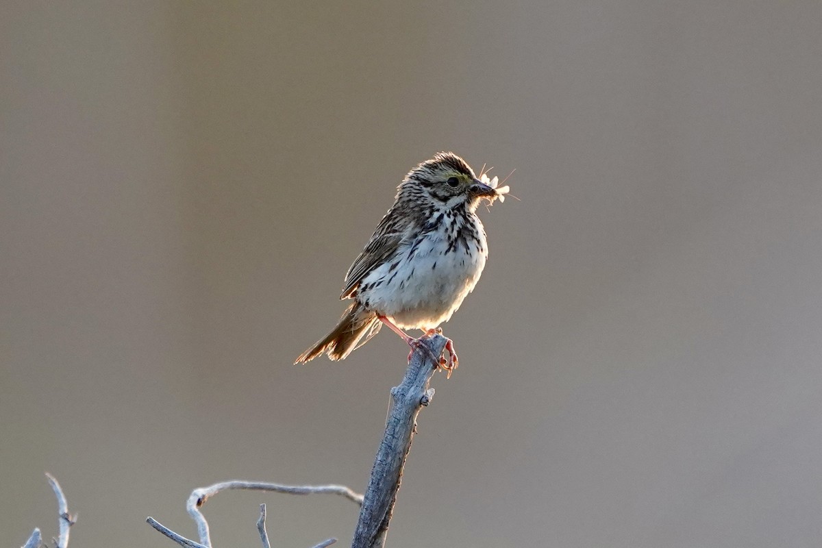 Savannah Sparrow - ML621847180
