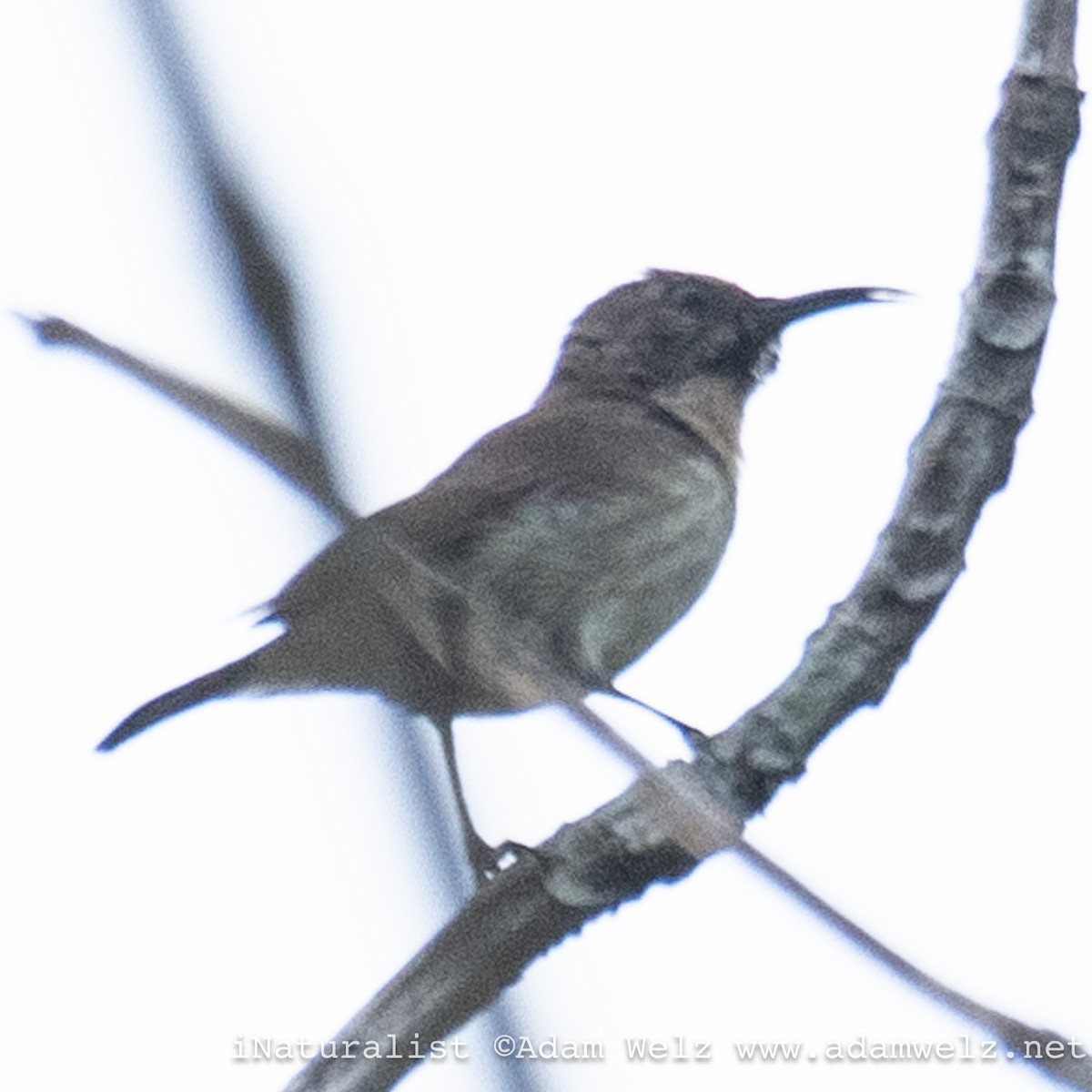 Buff-throated Sunbird - ML621847201