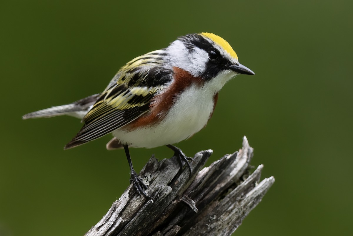 Chestnut-sided Warbler - ML621847227