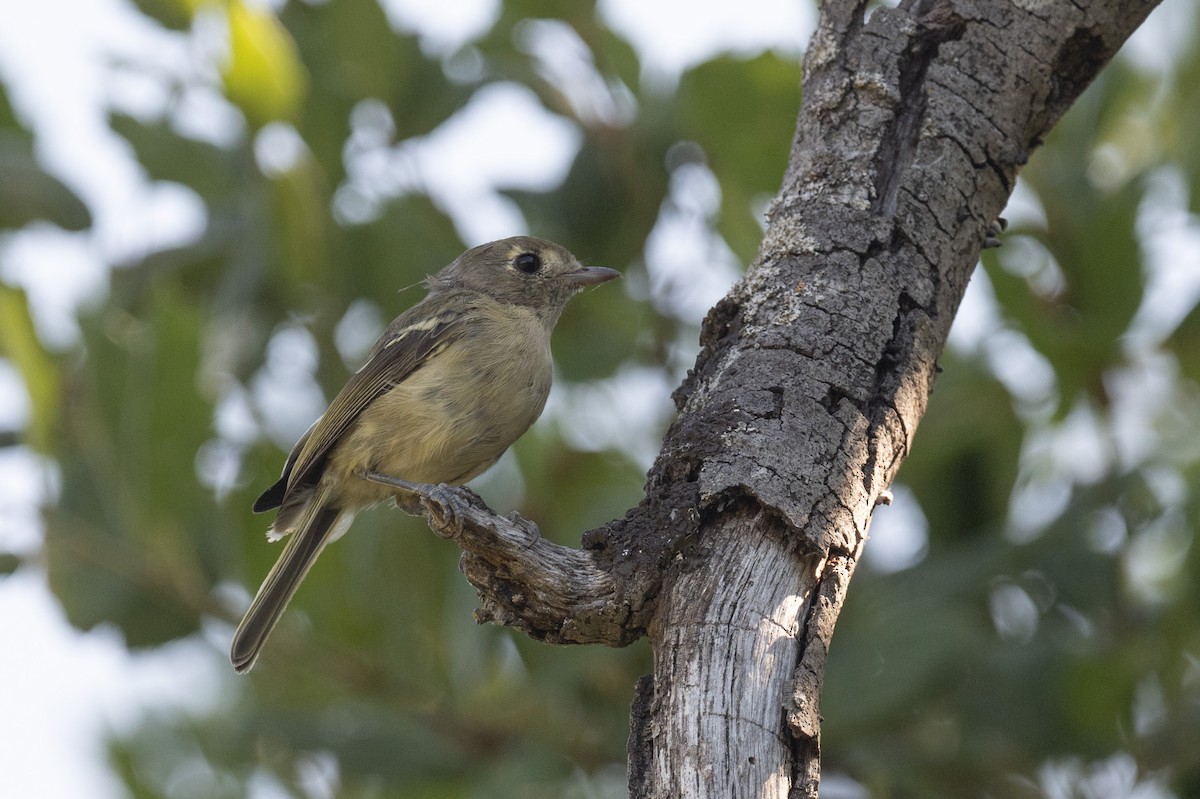 Hutton's Vireo - ML621847232