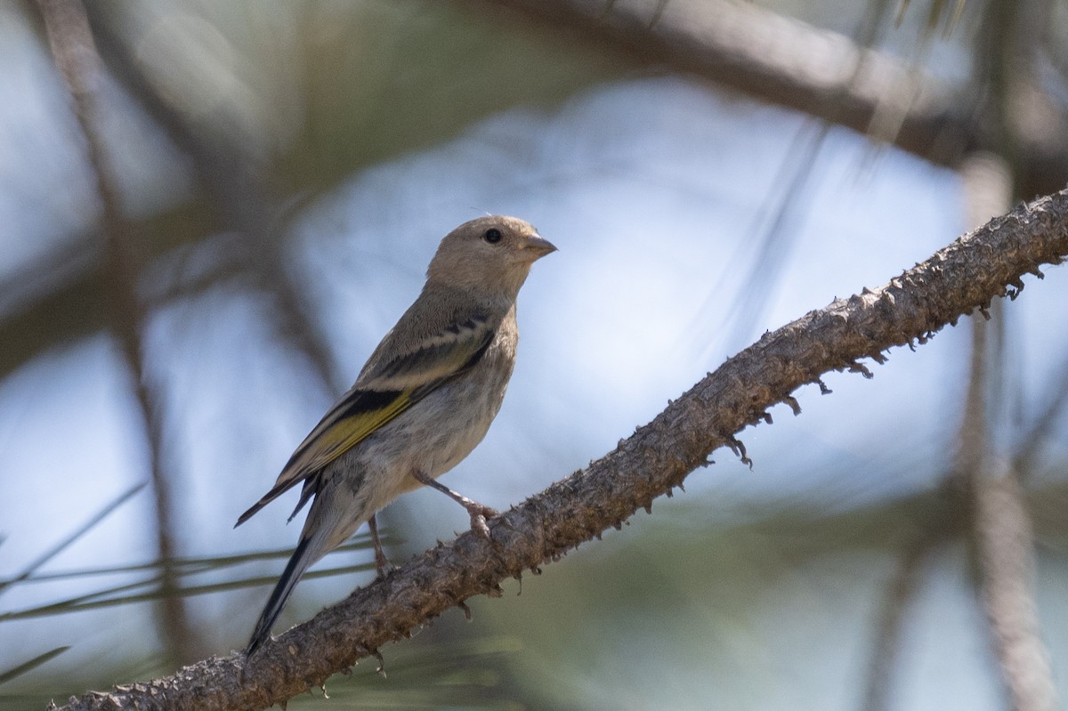 Lawrence's Goldfinch - ML621847268