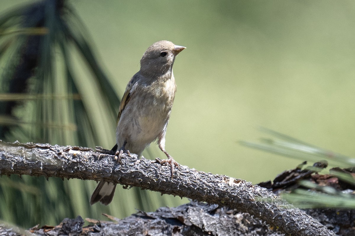 Lawrence's Goldfinch - ML621847279