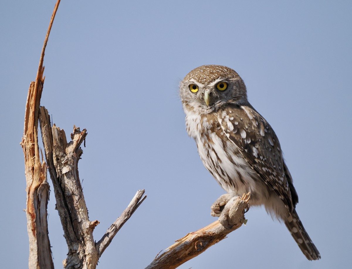 Pearl-spotted Owlet - ML621847299