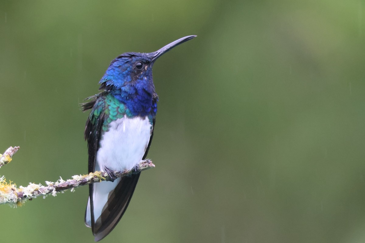 White-necked Jacobin - ML621847314