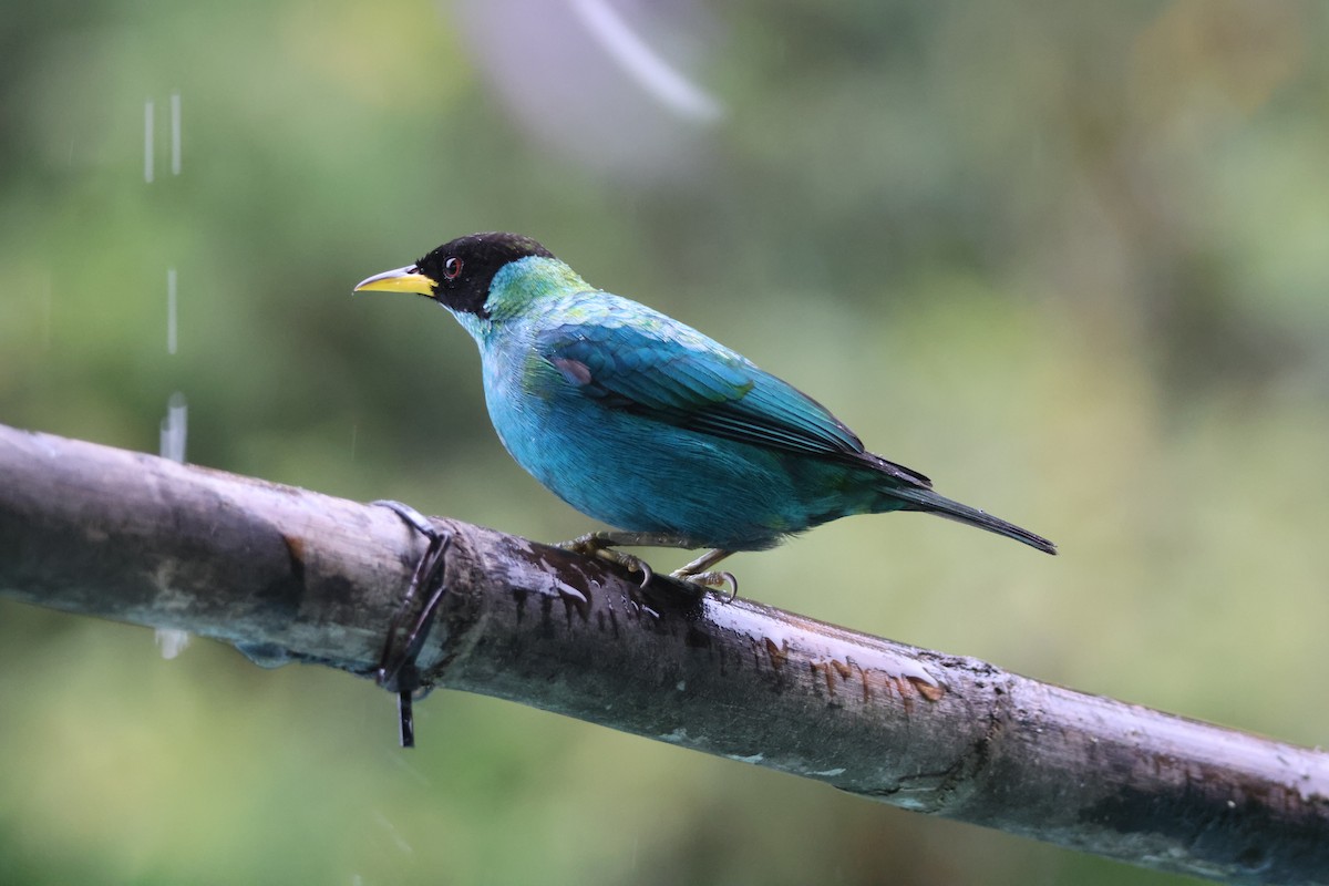 Green Honeycreeper - ML621847320