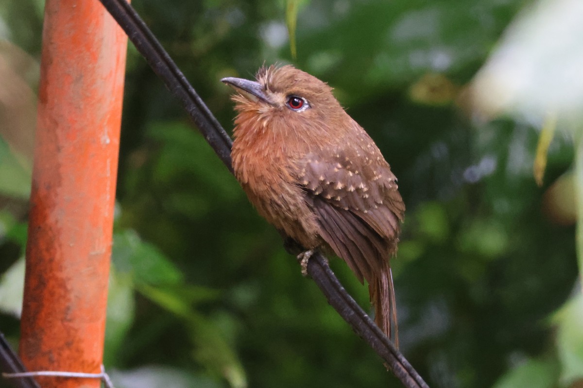 Moustached Puffbird - ML621847339