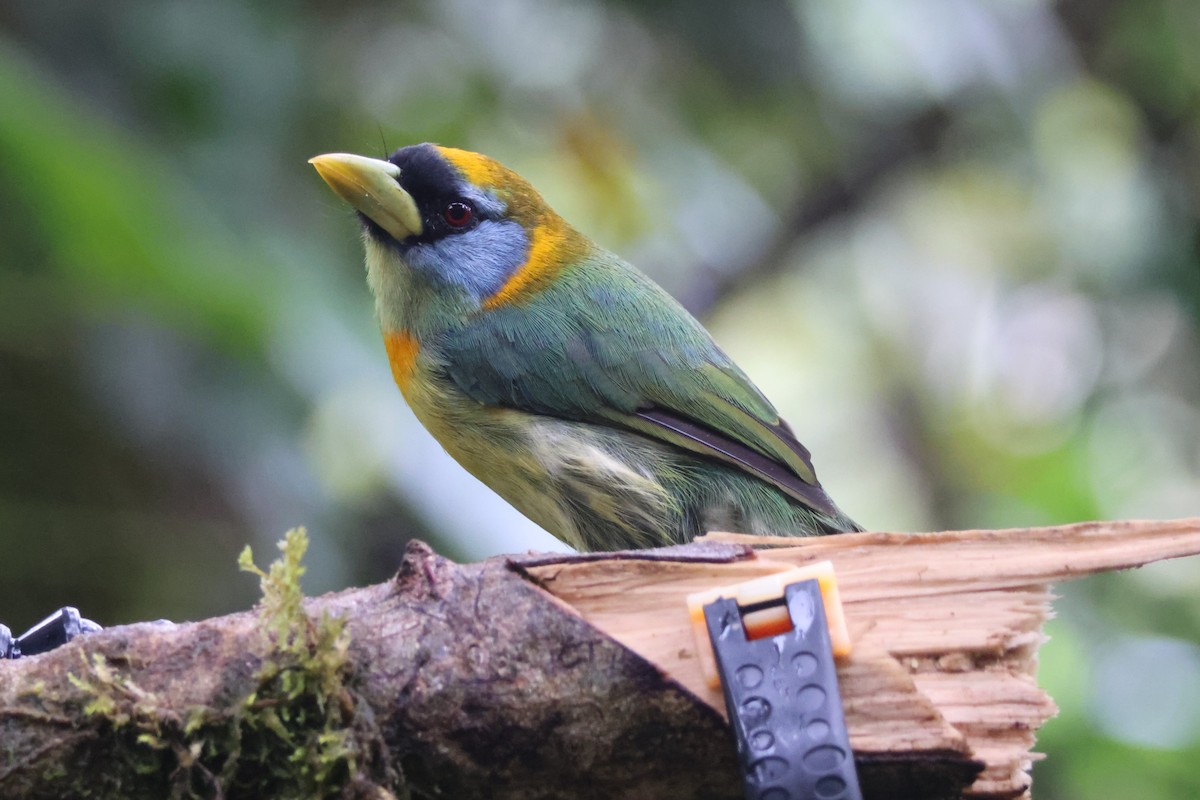 Red-headed Barbet - ML621847340