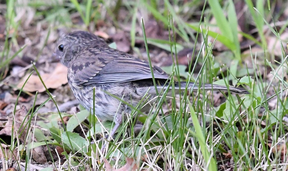 Junco Ojioscuro - ML621847357