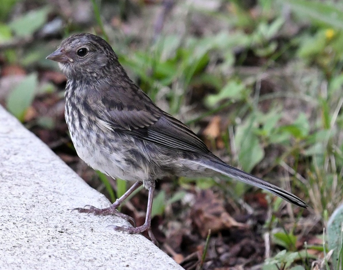 Junco Ojioscuro - ML621847358