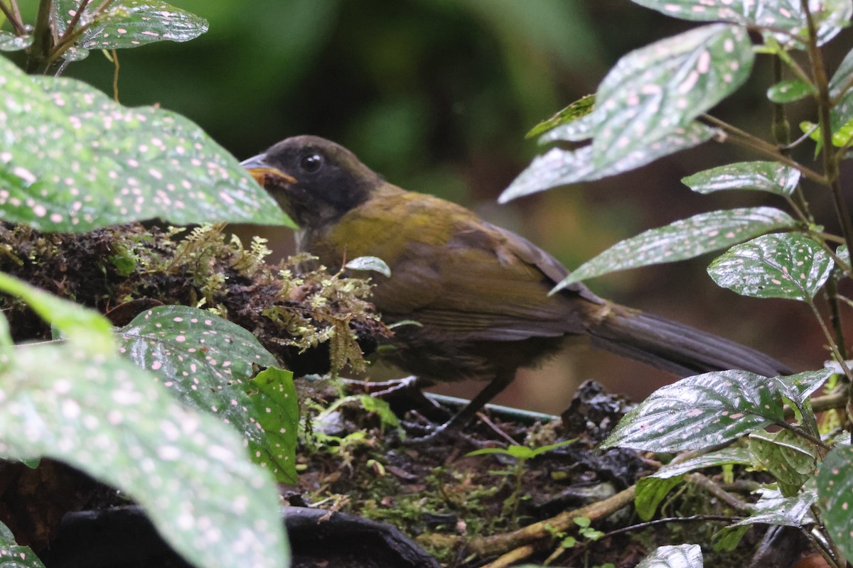 Tricolored Brushfinch (Choco) - Joshua Stone