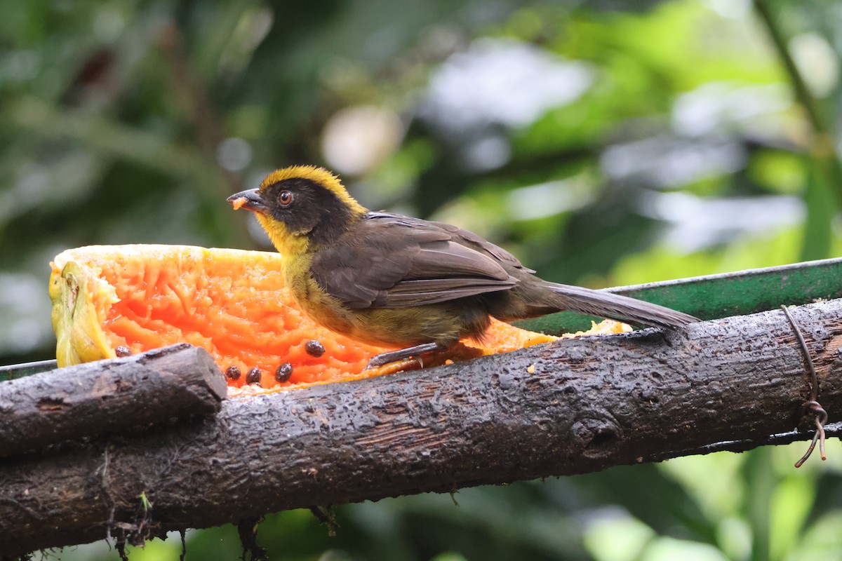 Tricolored Brushfinch - ML621847371