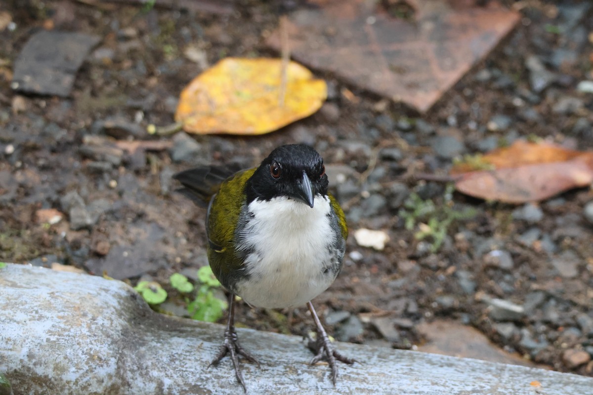 Black-headed Brushfinch - ML621847374