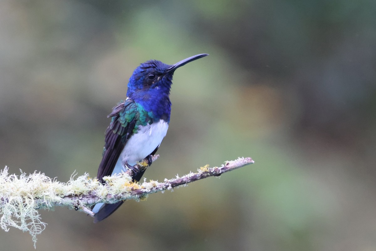 White-necked Jacobin - ML621847381