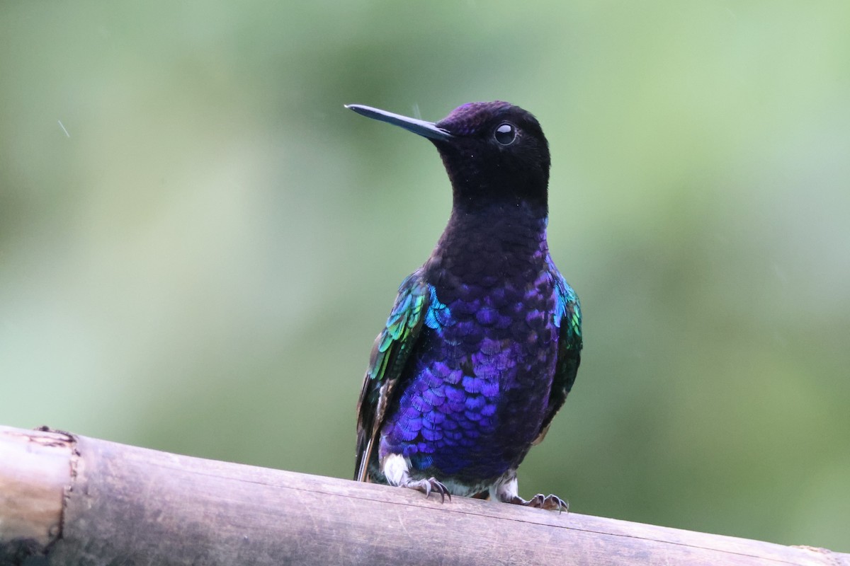 Velvet-purple Coronet - ML621847382