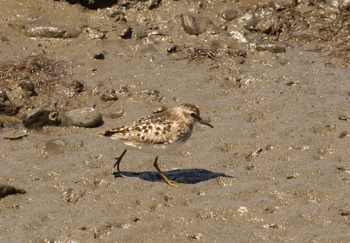 Least Sandpiper - ML621847395