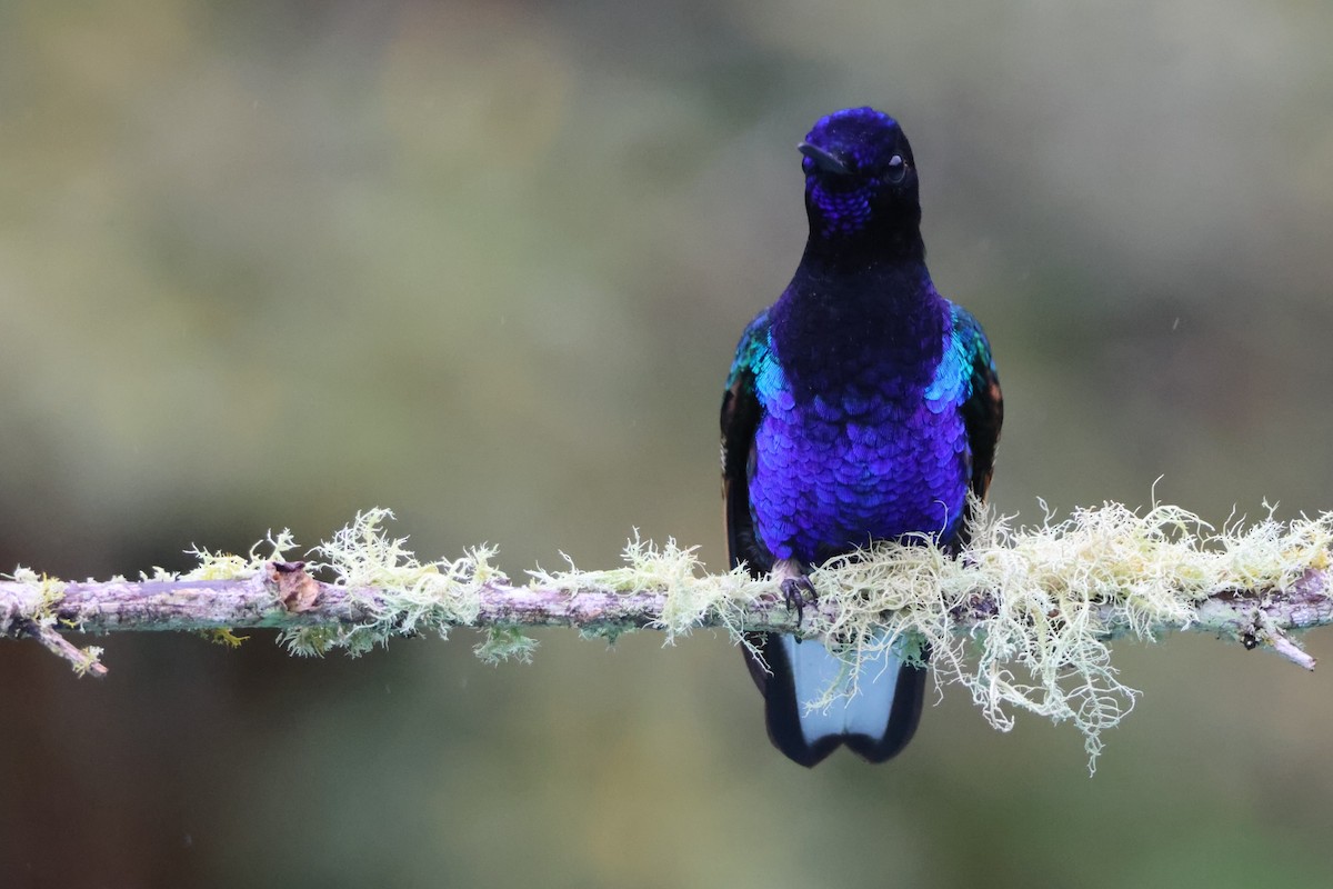 Velvet-purple Coronet - ML621847402