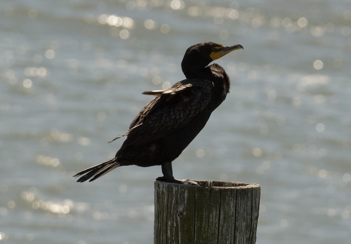 Double-crested Cormorant - ML621847403