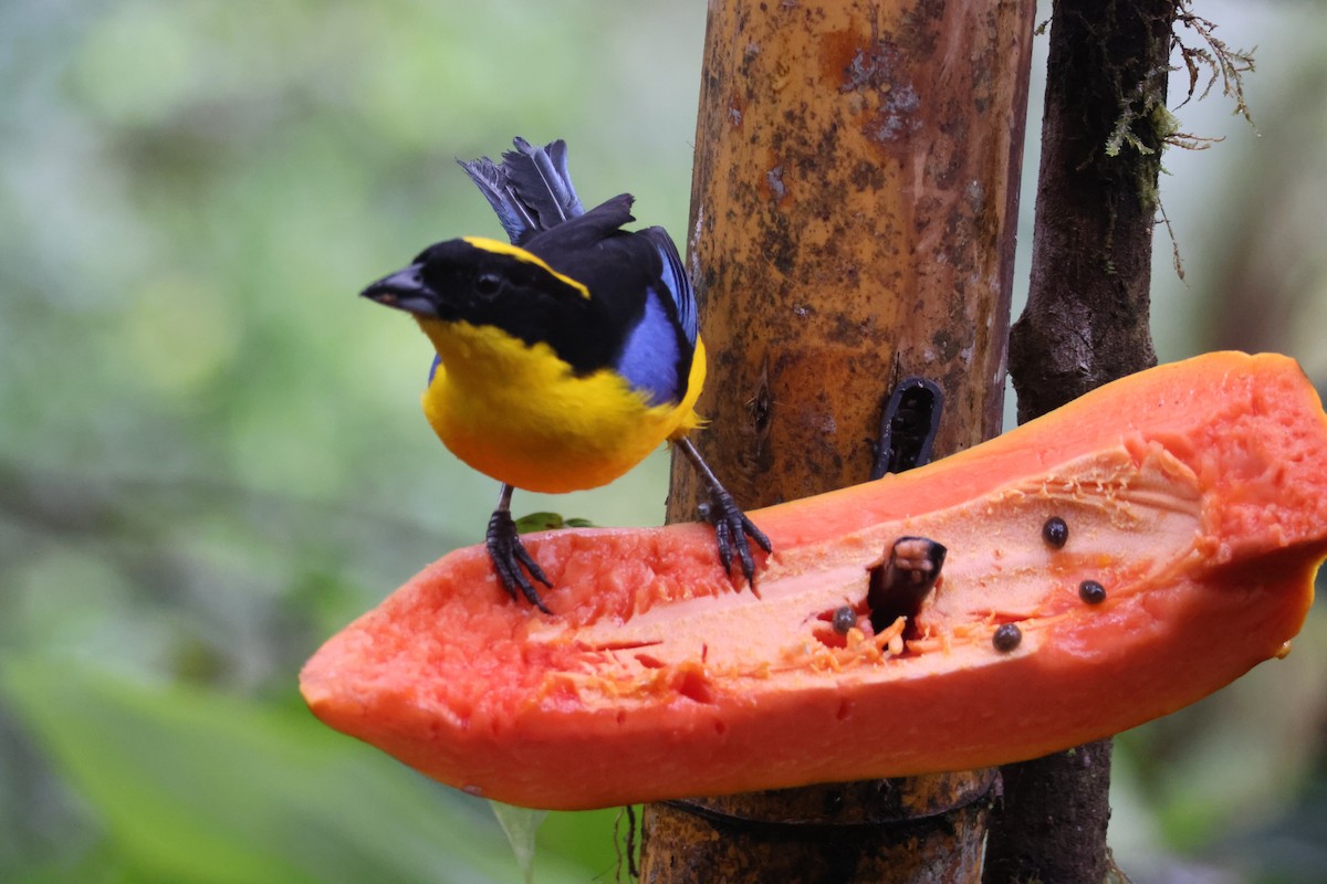 Blue-winged Mountain Tanager - ML621847406