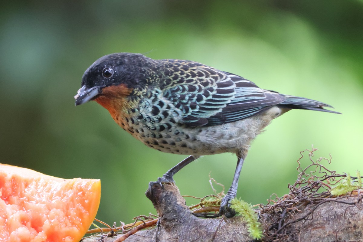 Rufous-throated Tanager - ML621847410