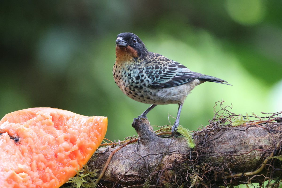 Rufous-throated Tanager - ML621847411