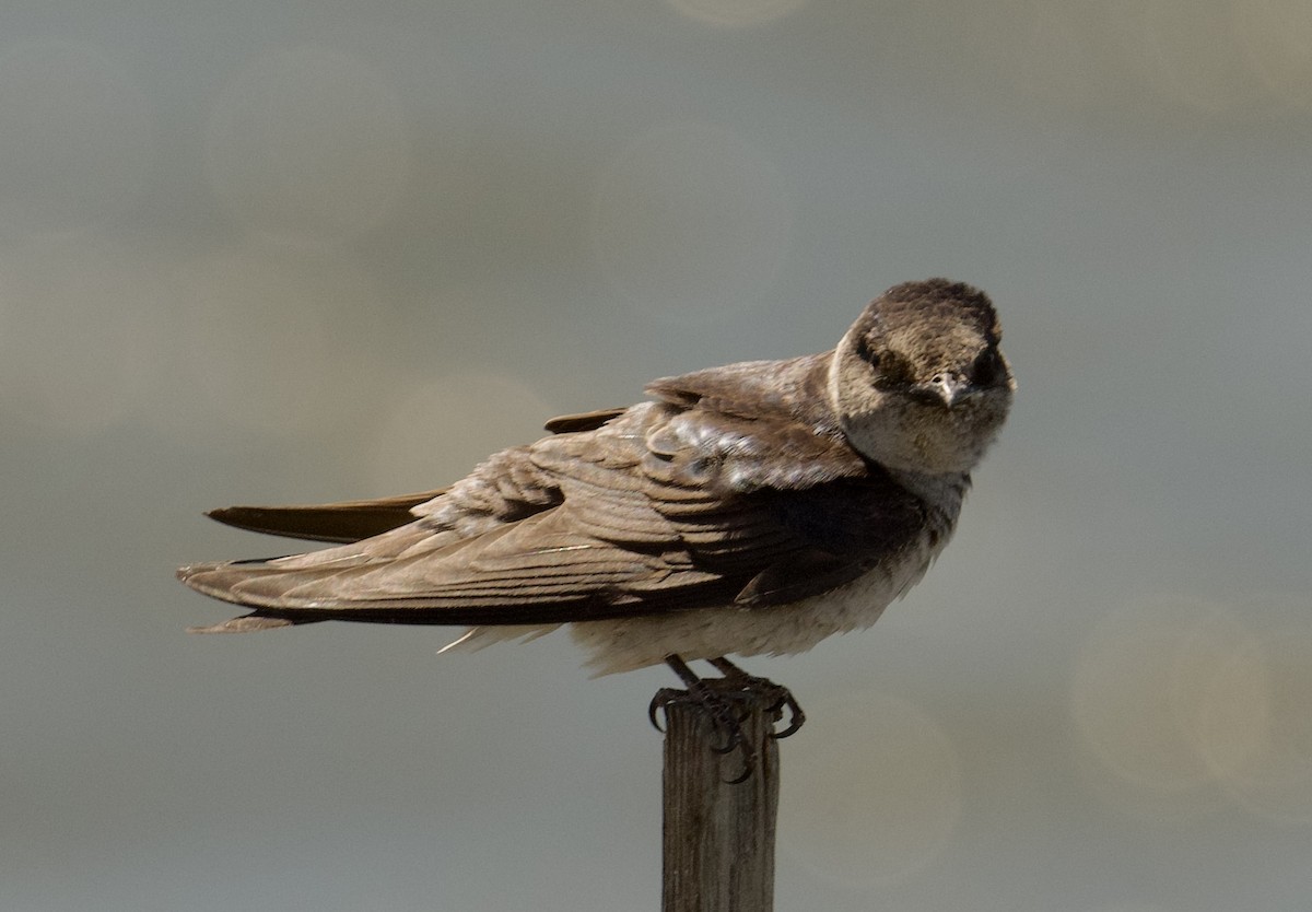 Purple Martin - ML621847415