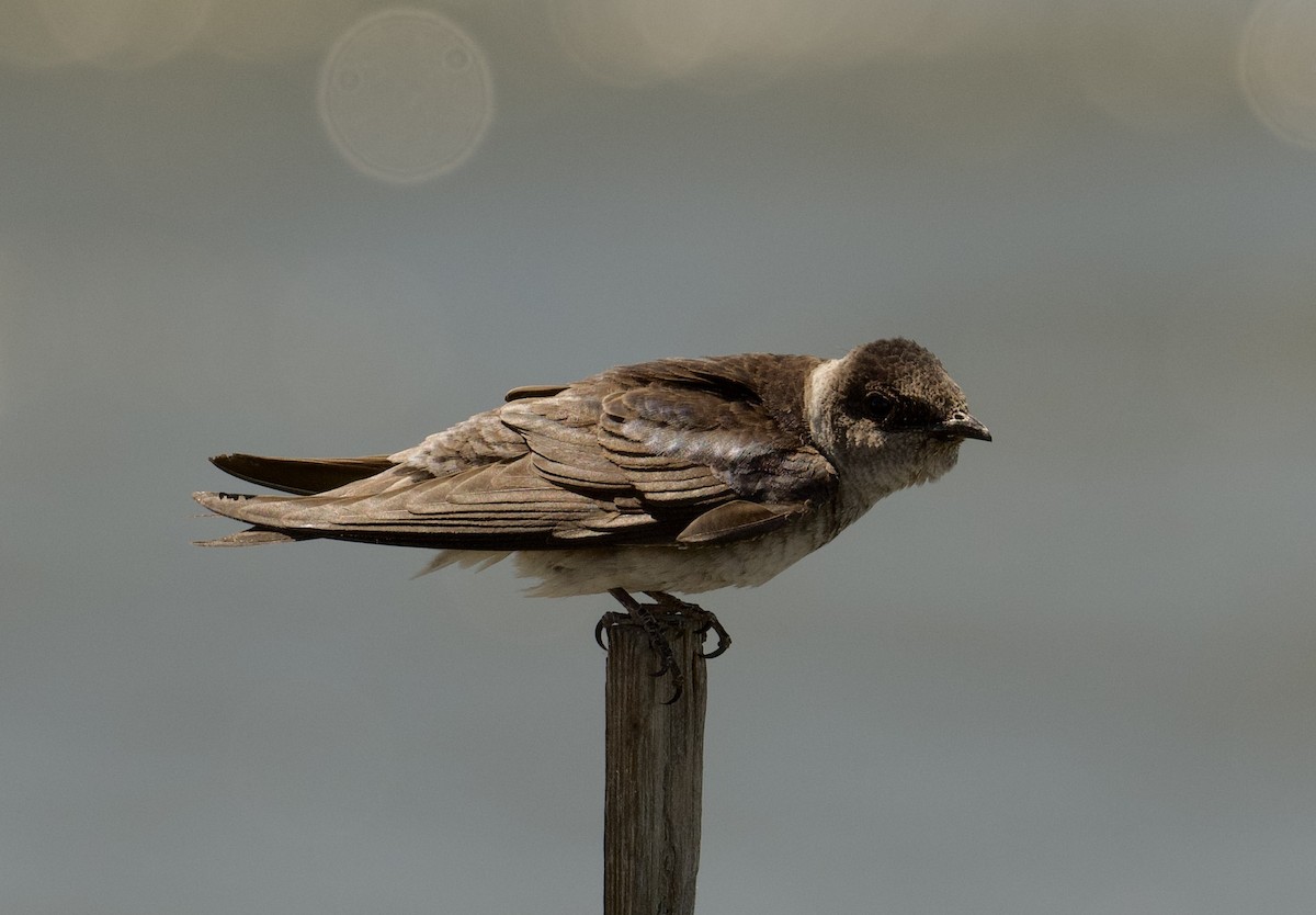 Purple Martin - ML621847416