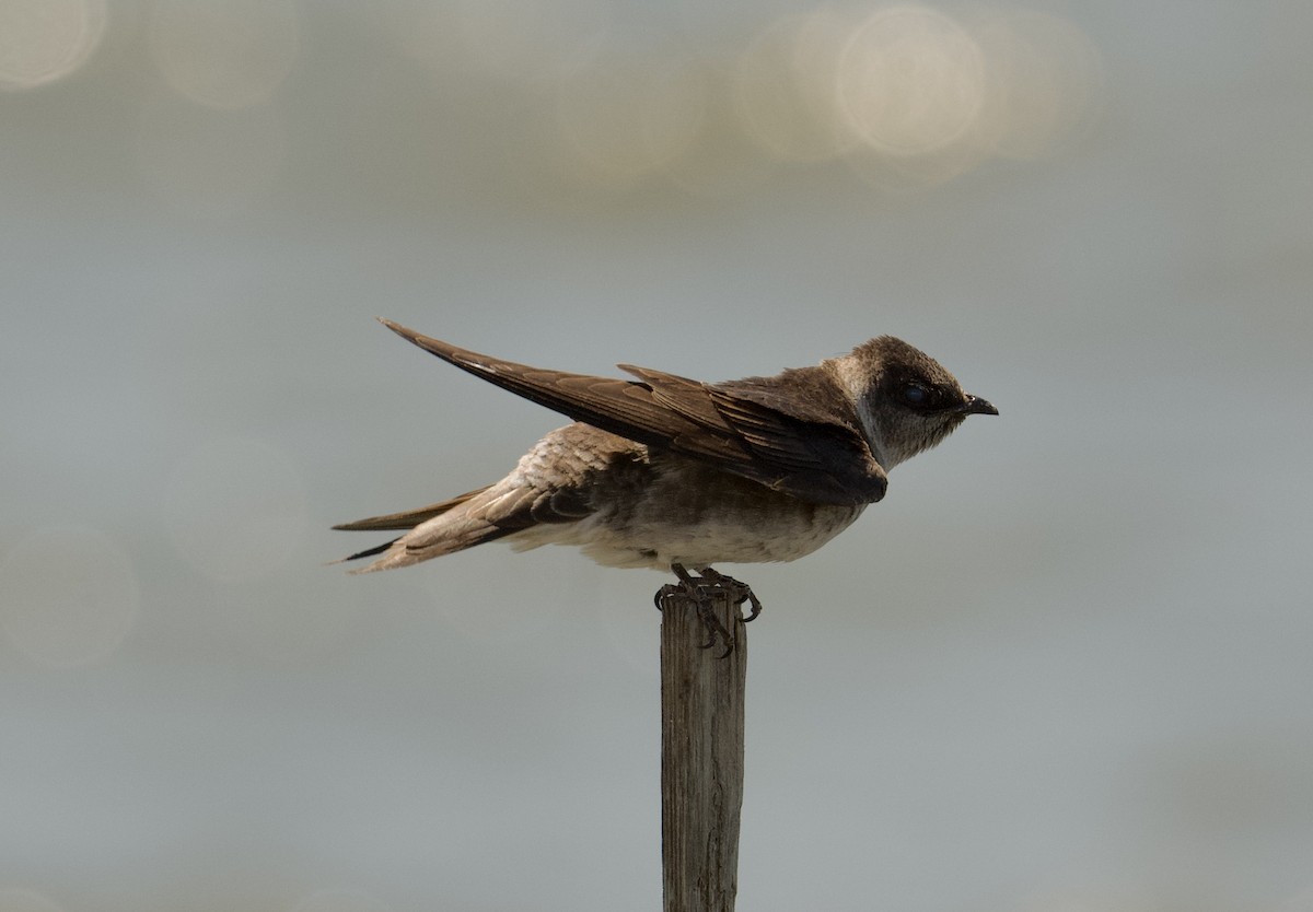 Purple Martin - ML621847417