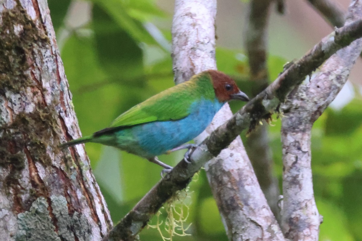 Bay-headed Tanager - ML621847424