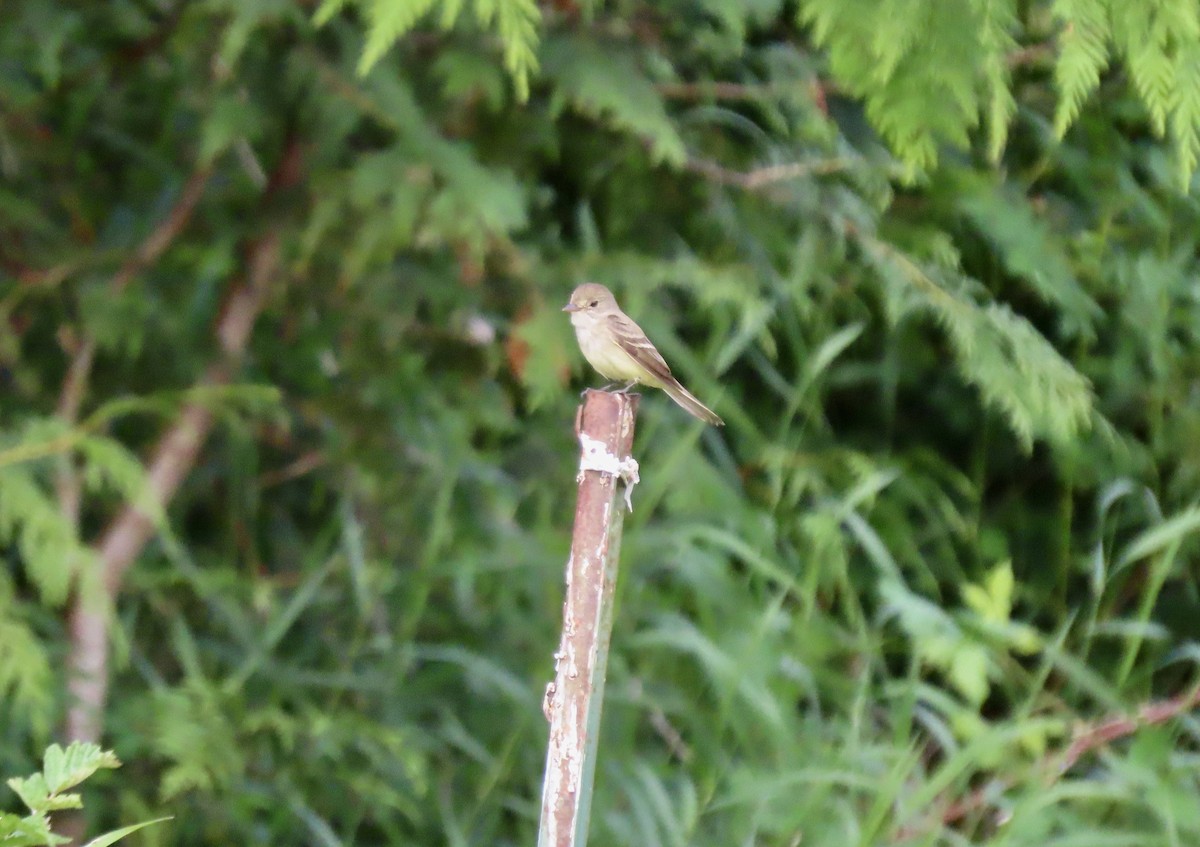 Willow Flycatcher - ML621847425