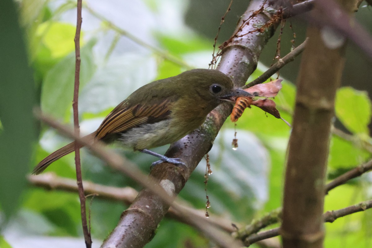 Fulvous-breasted Flatbill - ML621847433