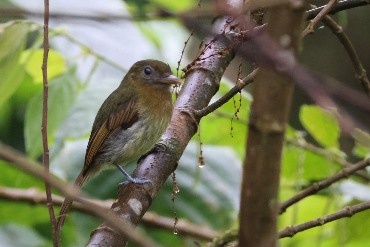 Fulvous-breasted Flatbill - ML621847434