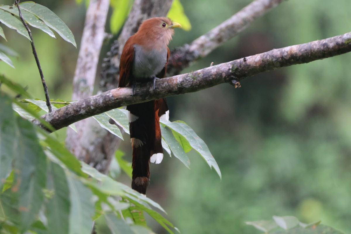 Squirrel Cuckoo - ML621847437