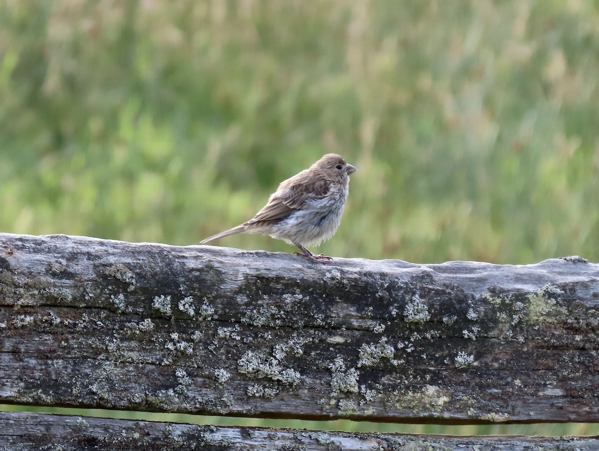 House Finch - ML621847445