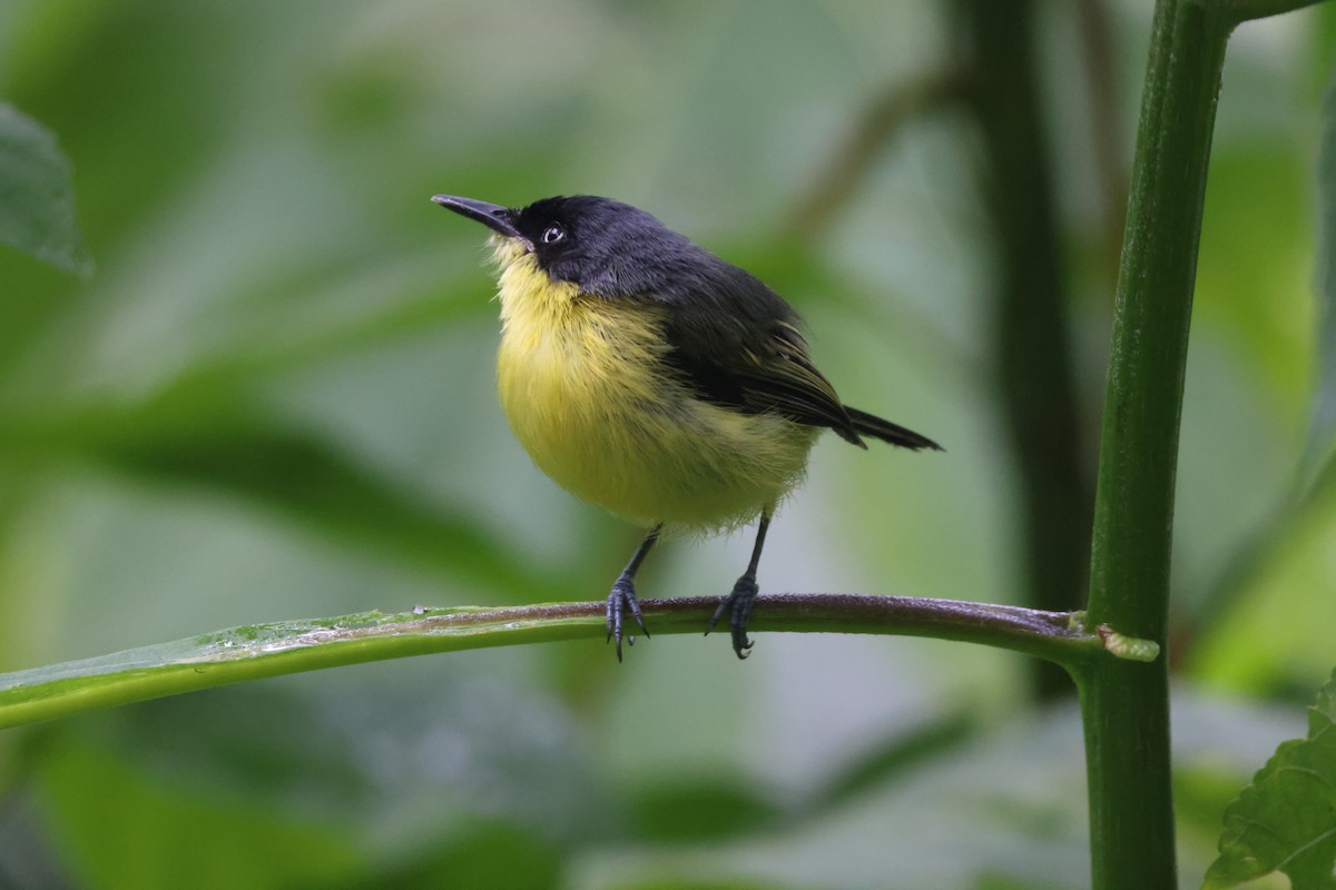 Common Tody-Flycatcher - ML621847449