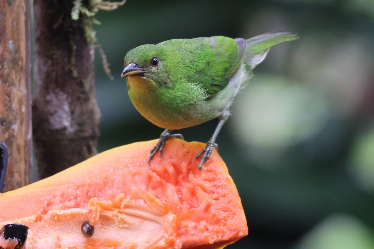 Green Honeycreeper - ML621847456