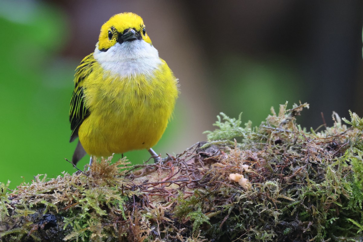 Silver-throated Tanager - ML621847458